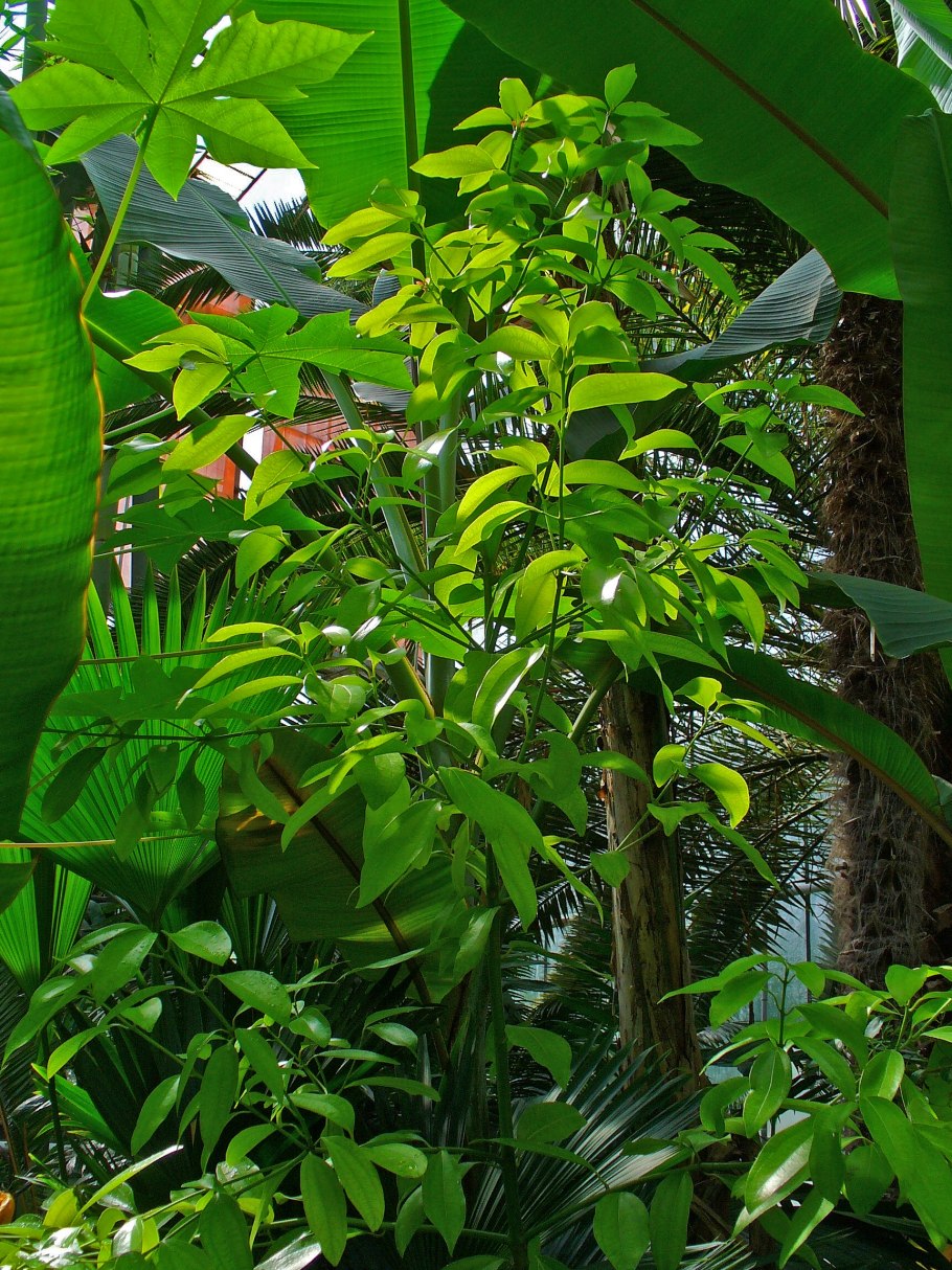 Кассия растение кора