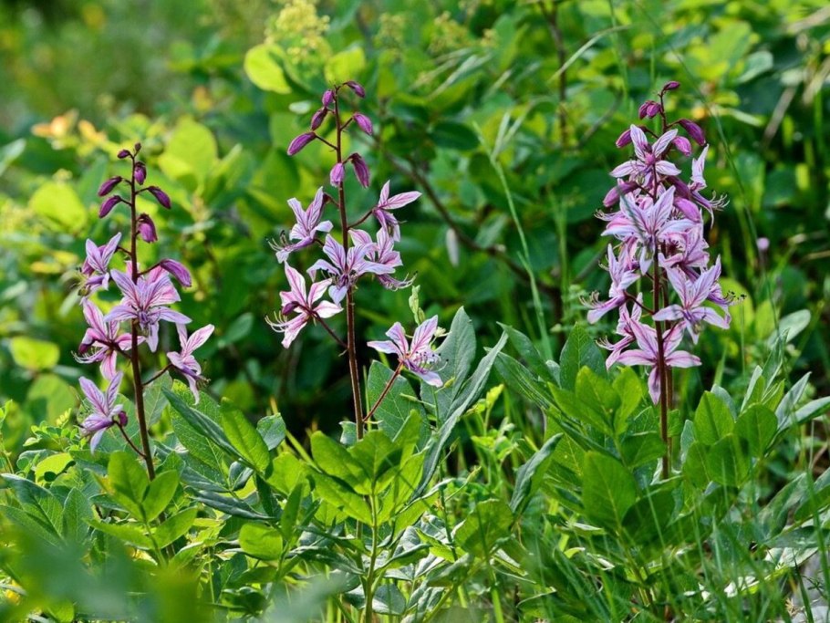 Диктамнус ясеневый Неопалимая Купина