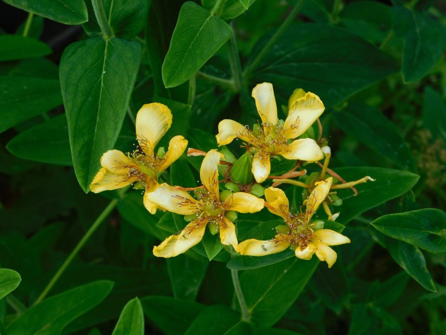 Марены красильной (rubia tinctorum)