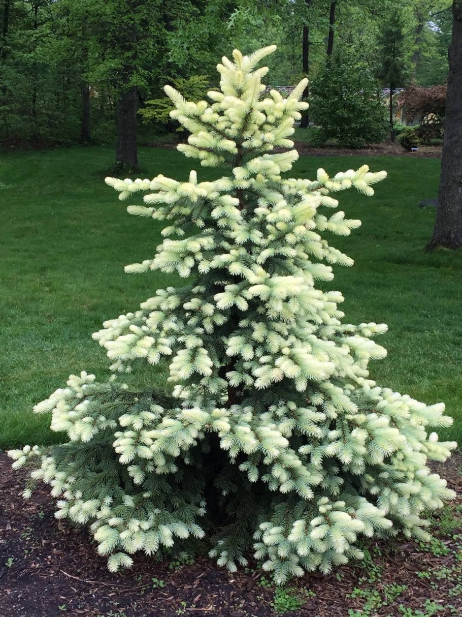 Ель колючая bialobok