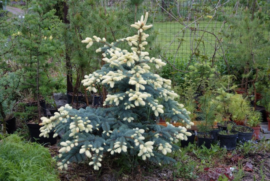 Ель колючая picea pungens