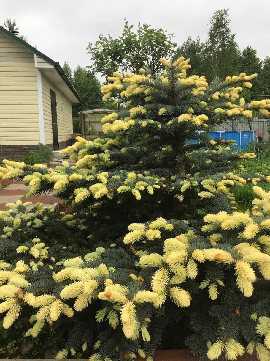 Ель колючая биалобок