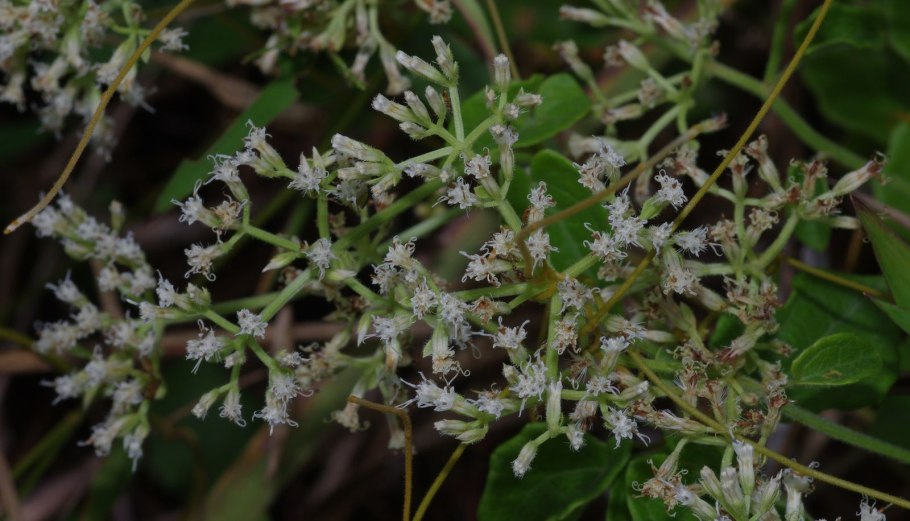 Mikania micrantha