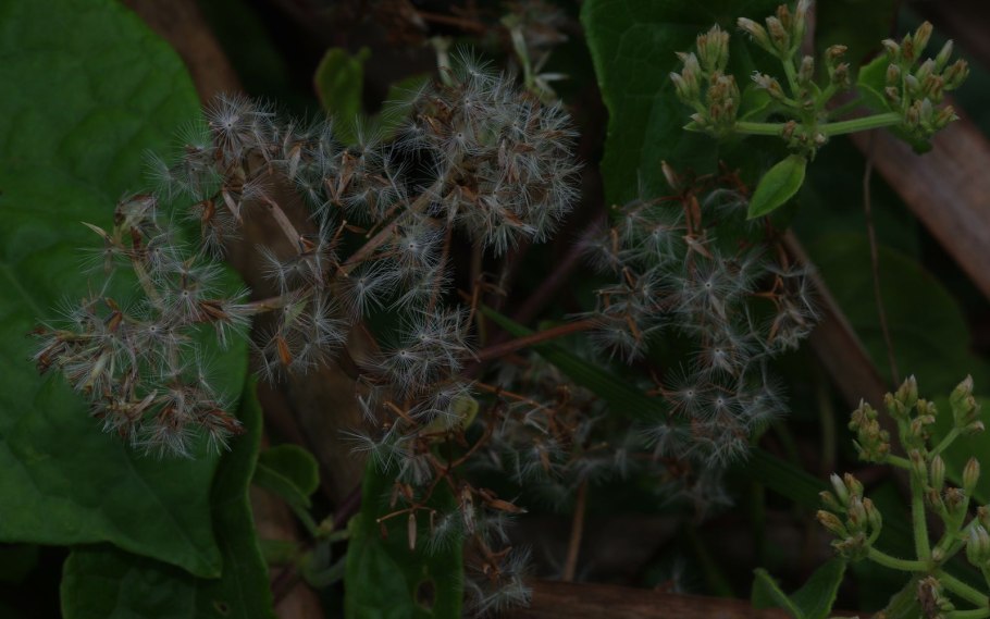 Фото микания на белом фоне