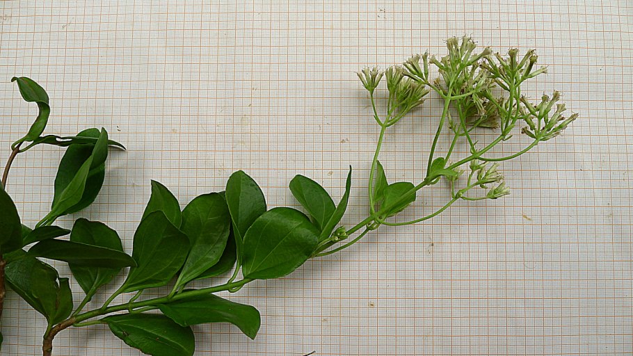 Derris Scandens растение