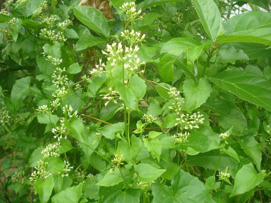 Циссус Лиана