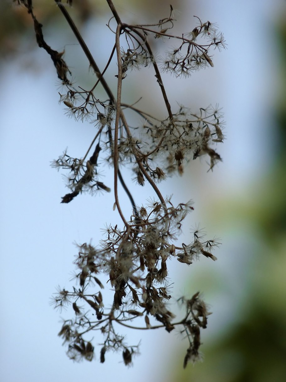 Филодендрон Scandens