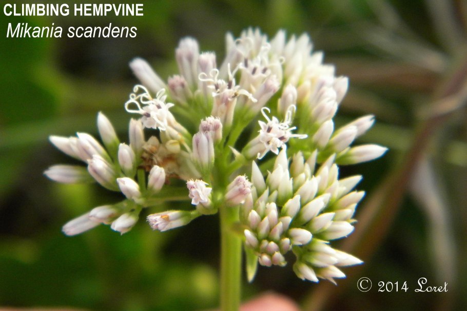 Циссус стриата Лиана