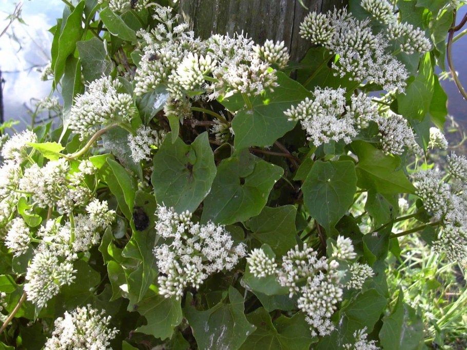 Цветок микания