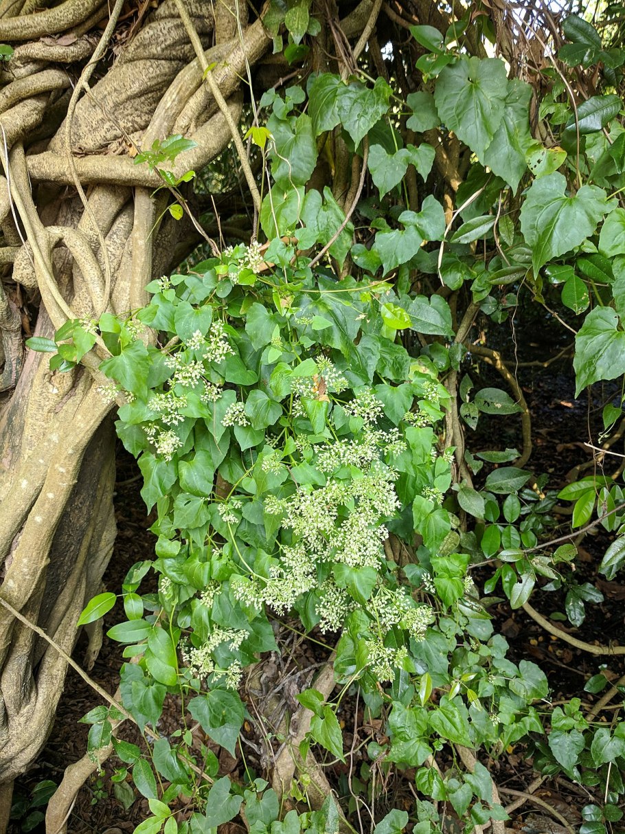 Гуако растение