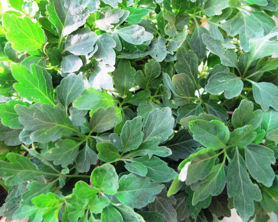 Микания фиолетовая