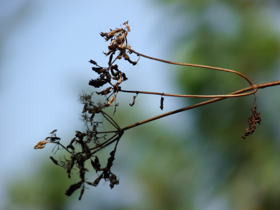 Гипоэстес листотычинковый