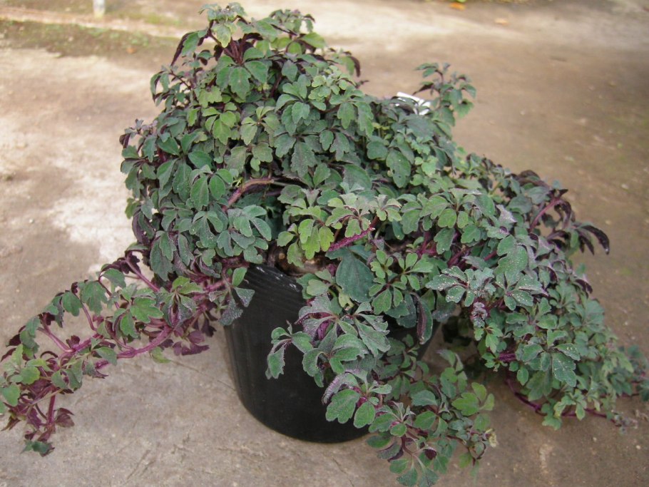 Микания тройчатая