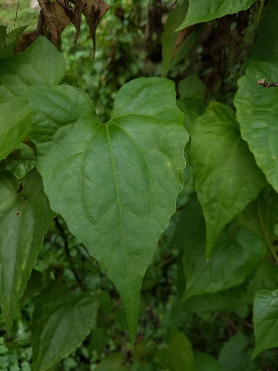 Анредера сердцелистная
