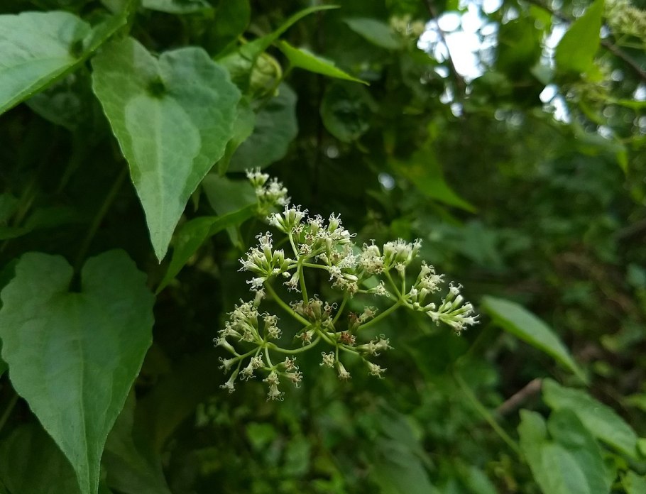 Микания Вариегата