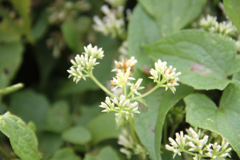 Отари Мелия