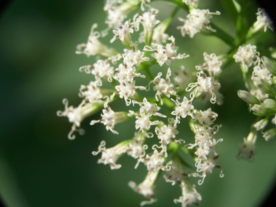 Микания тройчатая