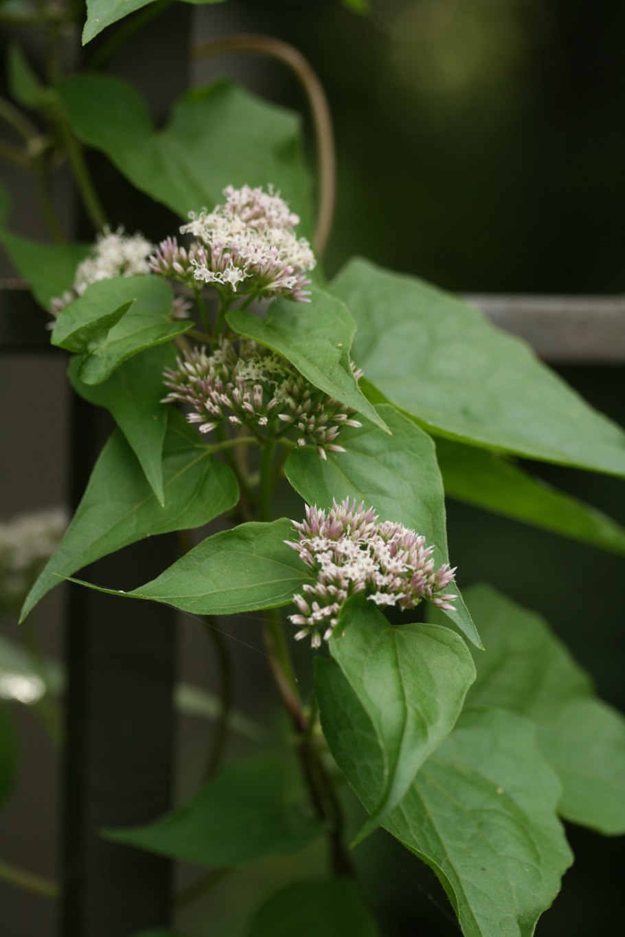 Микания сапиттифера