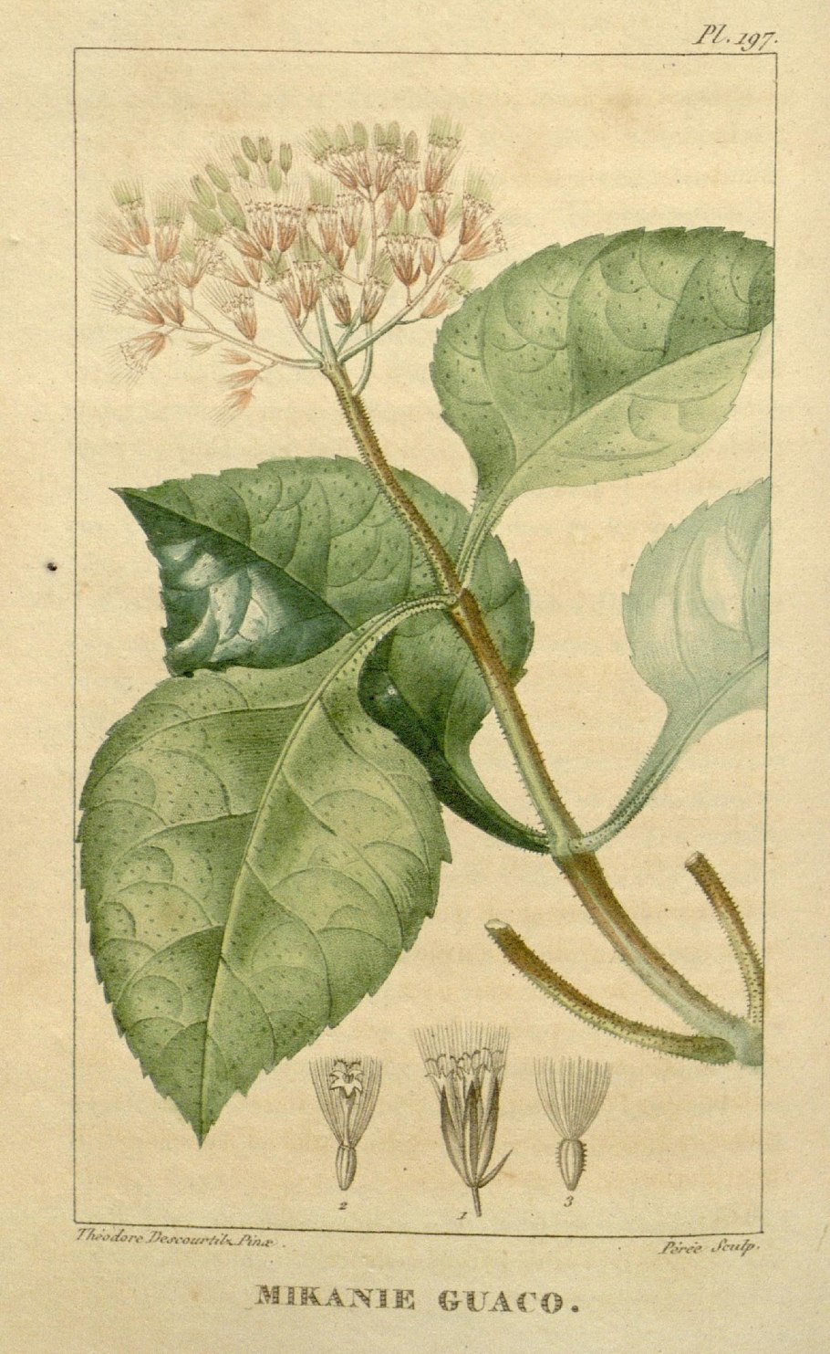 Плющ Канарский Вариегата