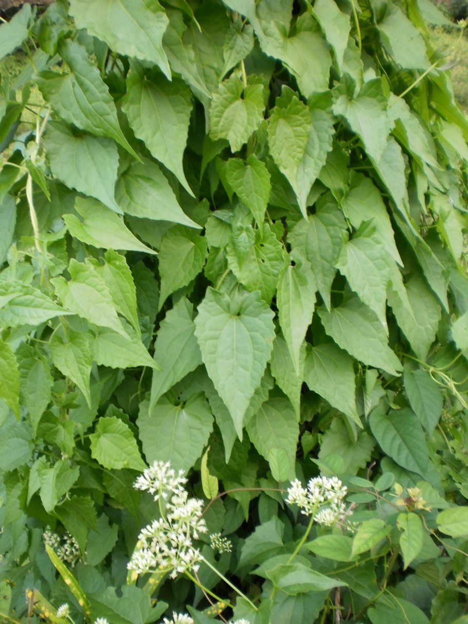 Lymanbensonia micrantha