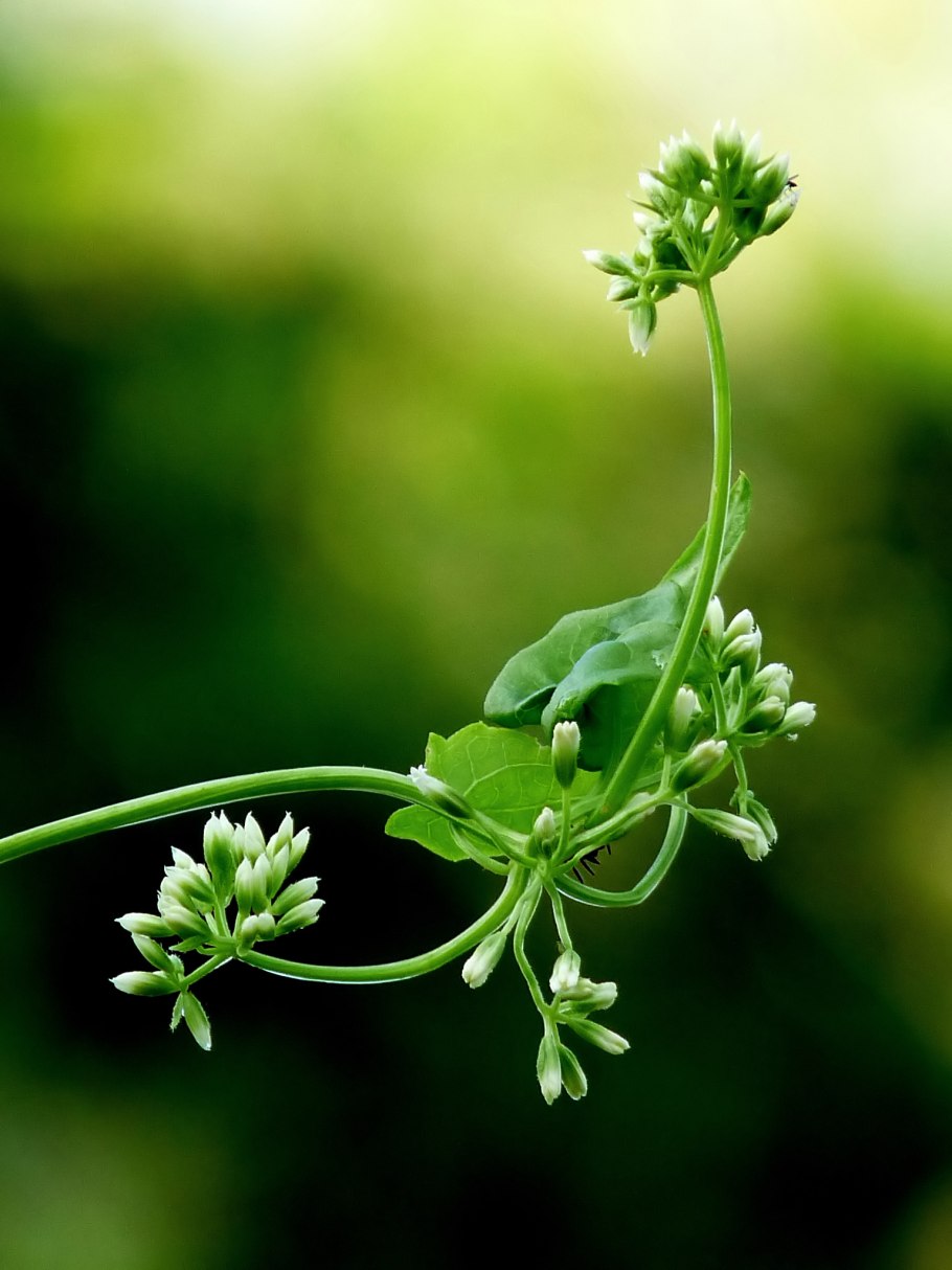 Фикус Пумила Вариегата