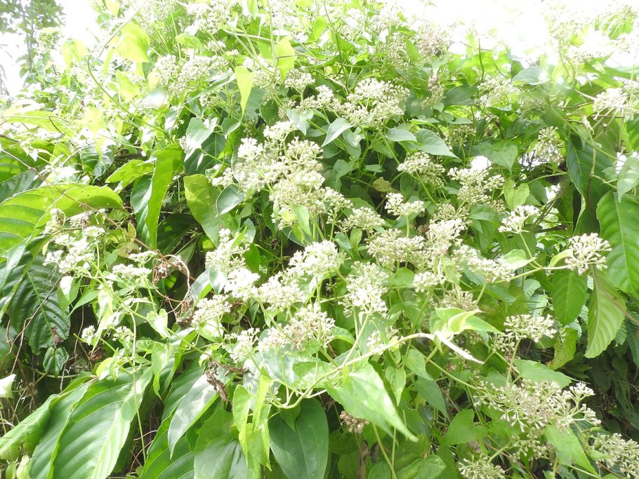 Шуазия ‘Aztec Pearl’