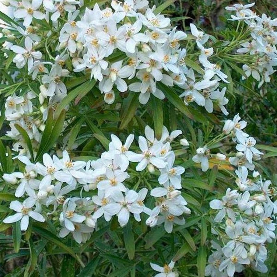 Потос лазящий