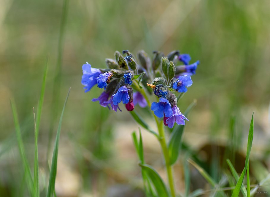 Медуница узколистная Pulmonaria angustifolia