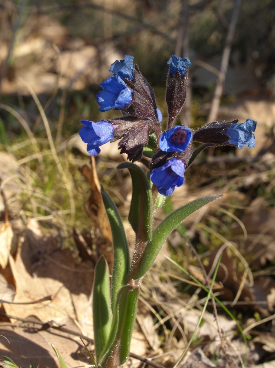 Медуница узколистная Pulmonaria angustifolia