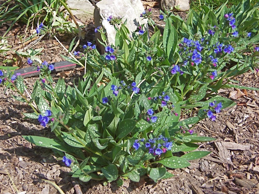 Медуница Блю Энсайн