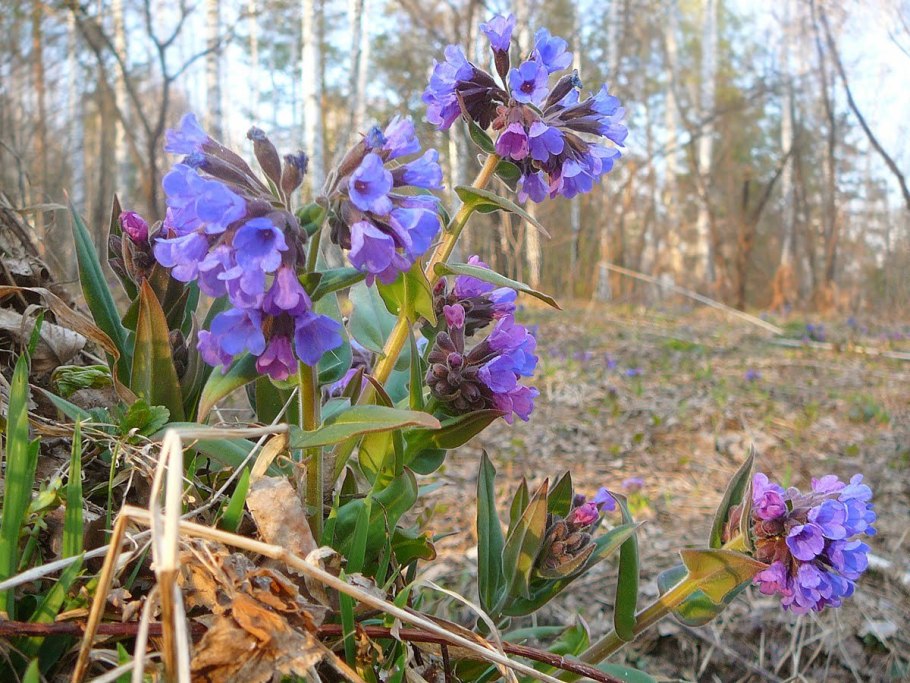 Бабочка Медуница