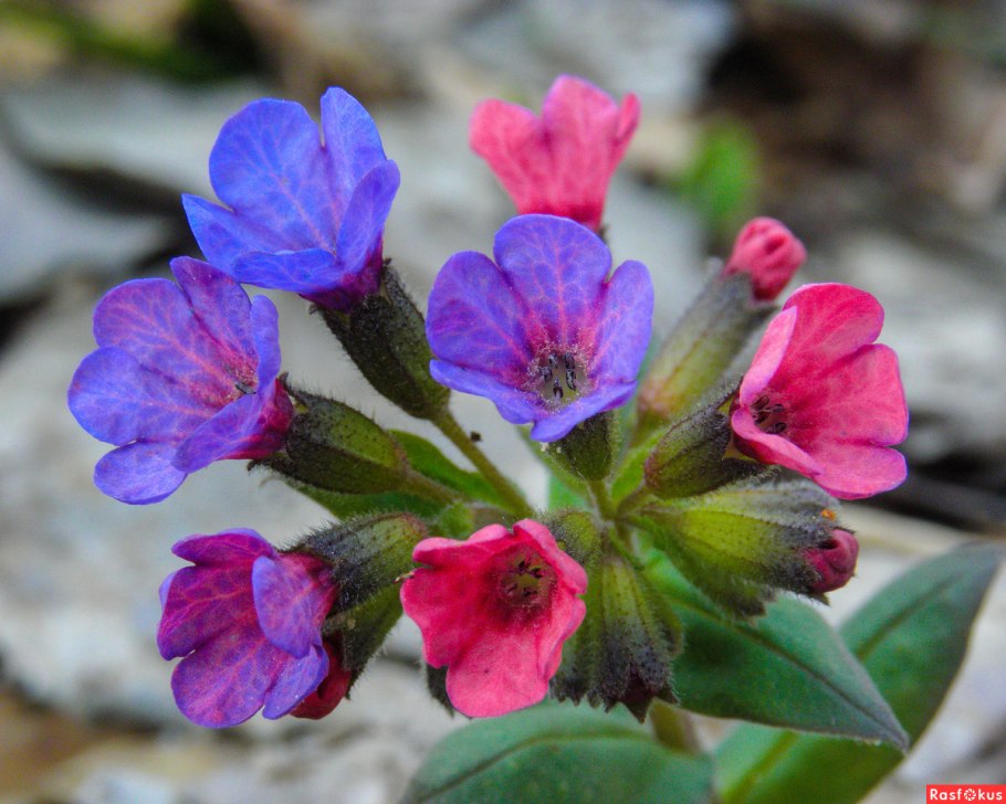 Медуница узколистная Pulmonaria angustifolia