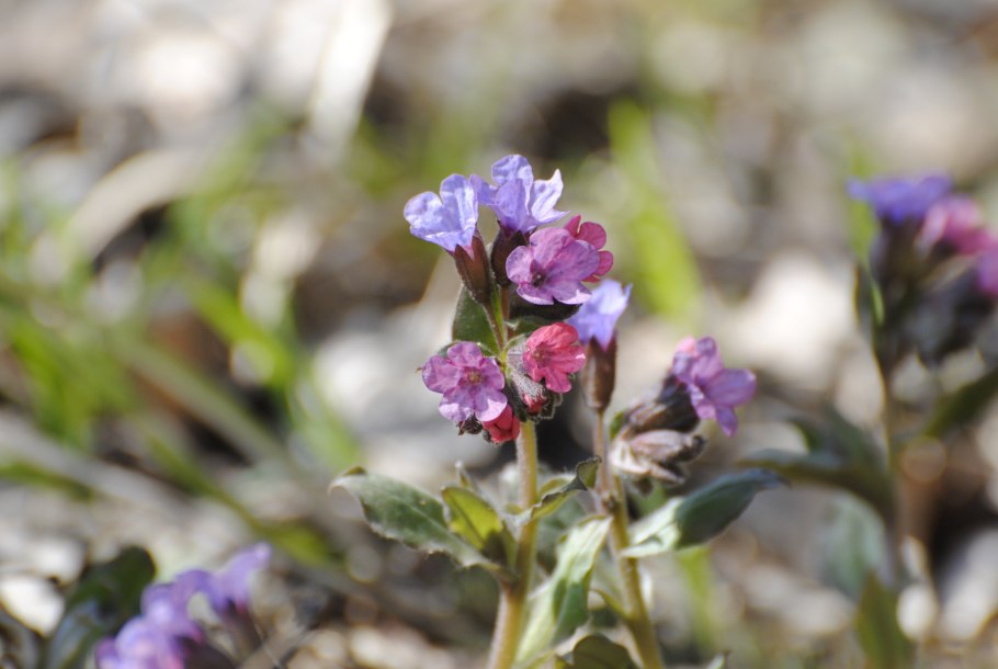 Pulmonaria angustifolia azurea
