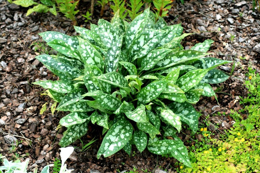 Медуница Блю Энсайн