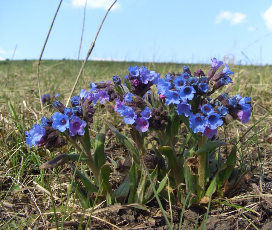 Pulmonaria angustifolia