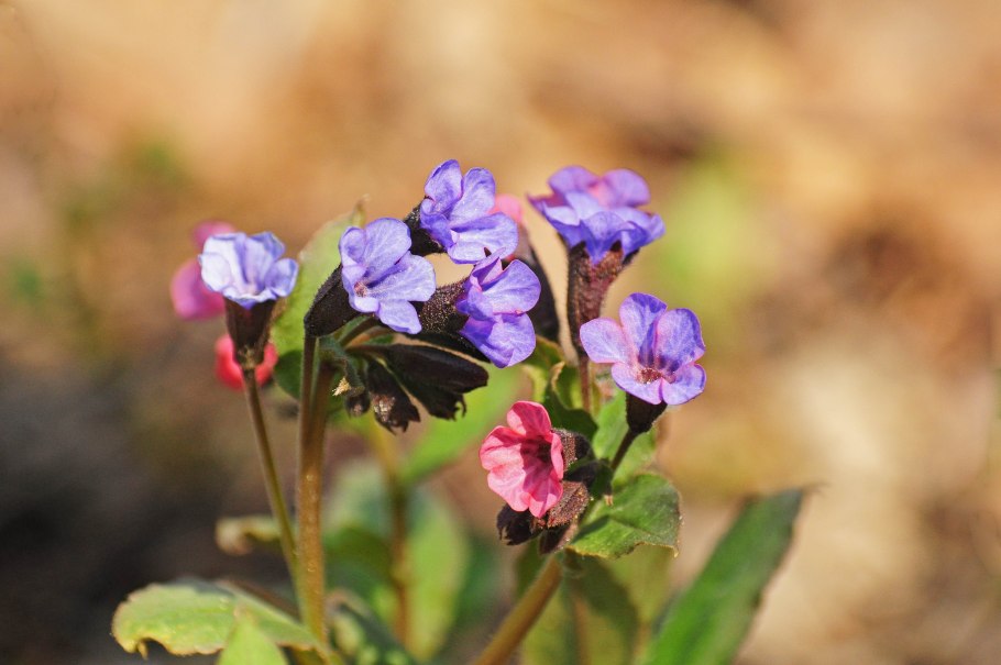 Медуница узколистная Pulmonaria angustifolia