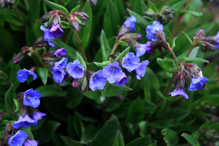 Медуница гибридная Блю Энсайн