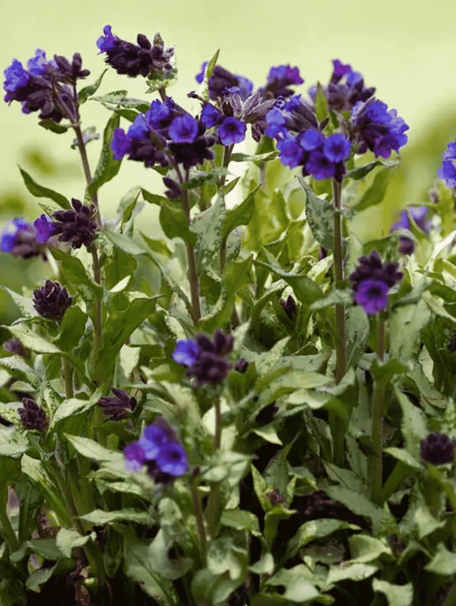 Медуница блю энсайн