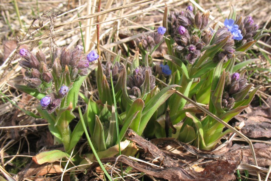 Pulmonaria angustifolia