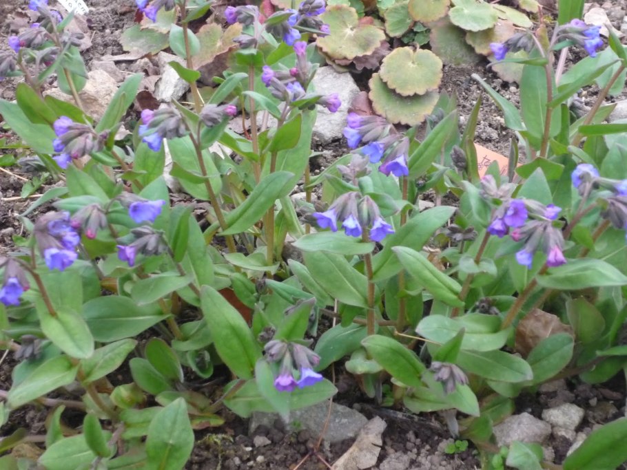 Медуница соцветие