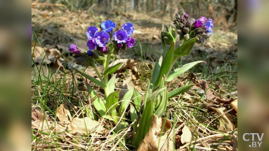 Медуница Азуреа
