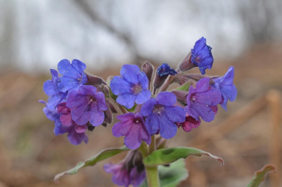 Медуница Пульмонария