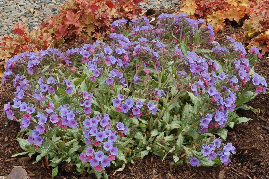 Медуница Блю Энсайн