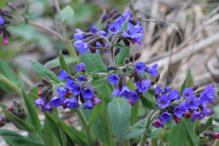 Медуница Кевененсис