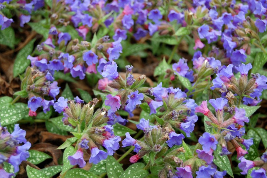 Медуница узколистная Pulmonaria angustifolia