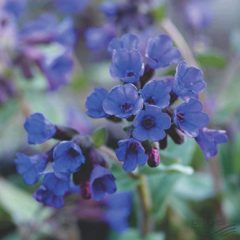 Медуница Лесная