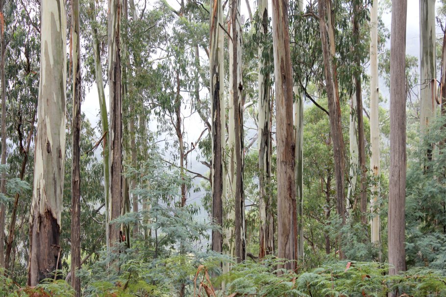 Eucalyptus Grandis