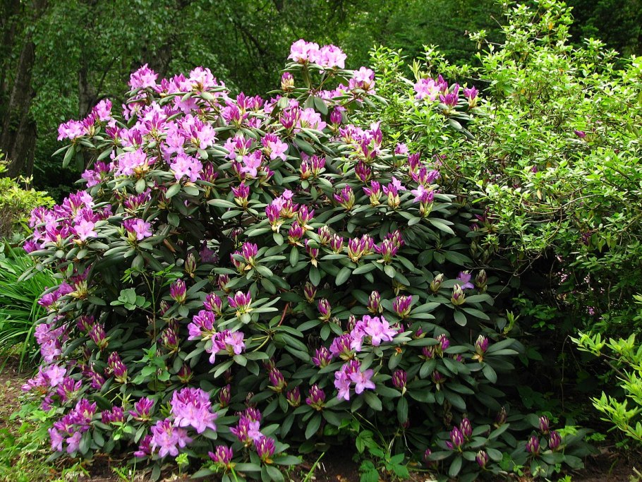 Rhododendron ferrugineum