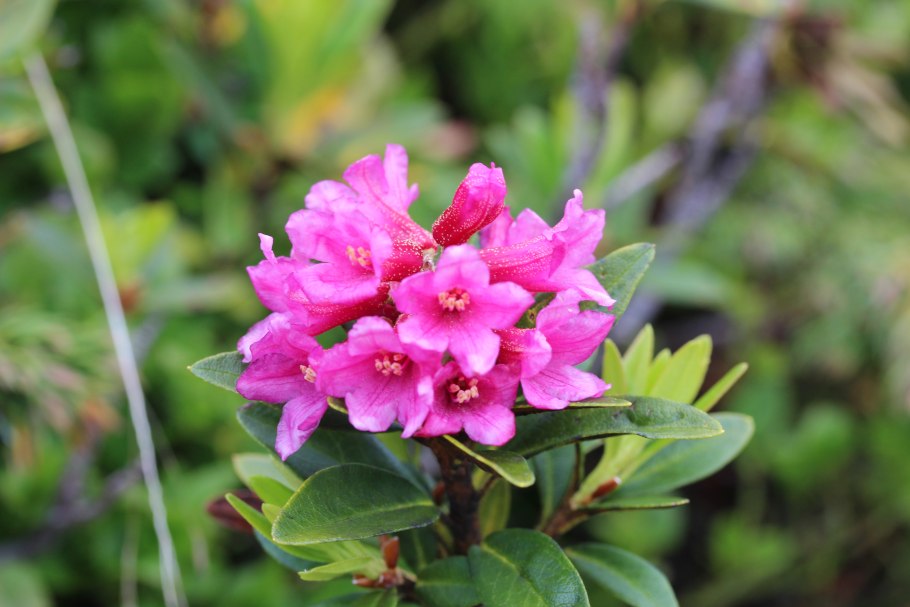 Рододендрон ржаволистный