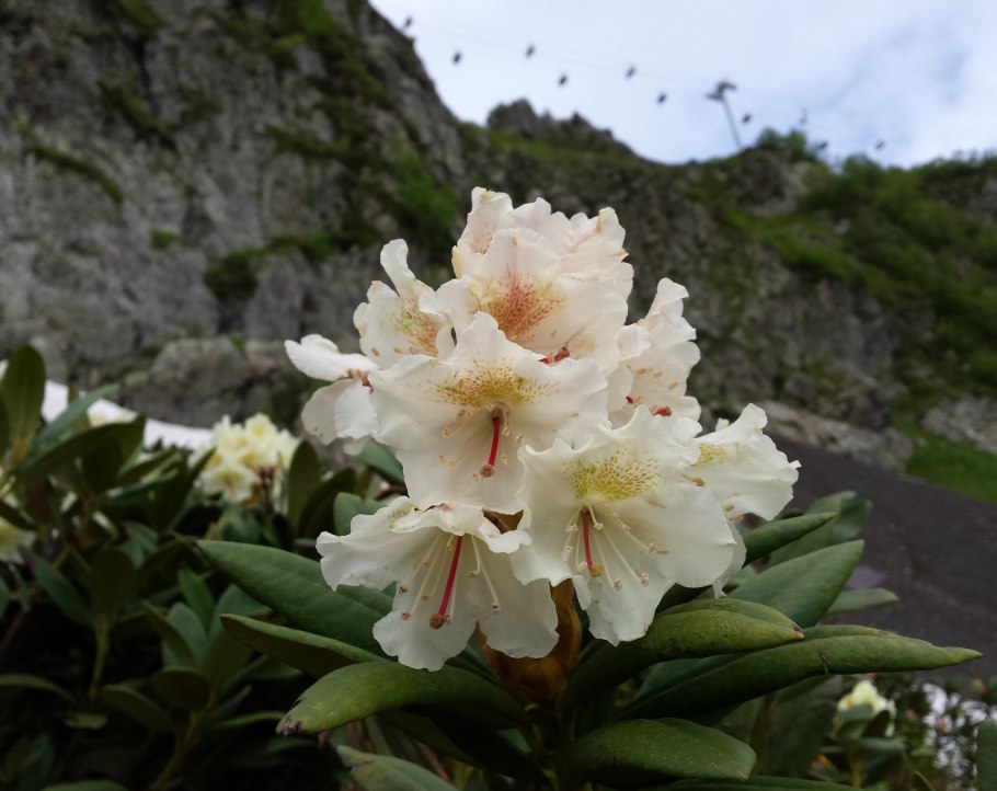 Рододендрон Orlice